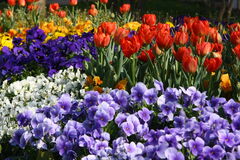 Ein Beet voller bunter Blumen